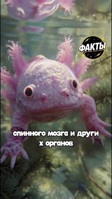 10 фактов часть 86