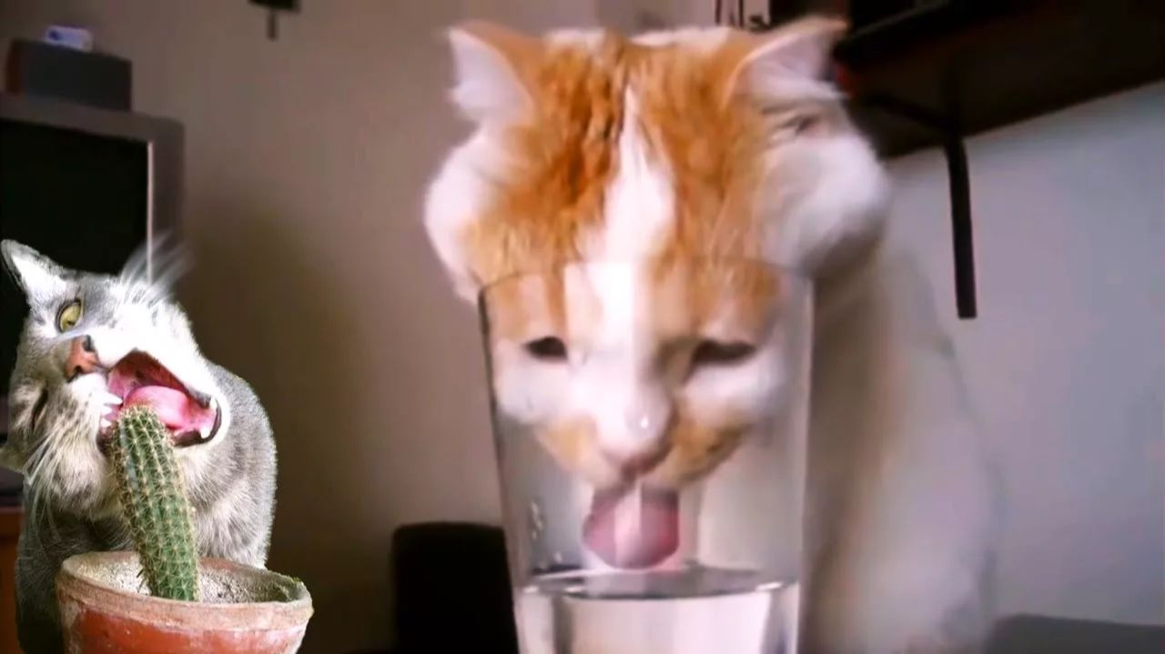 СМЕШНО ДО СЛЕЗ 😹😍 СМЕШНЫЕ КОТЫ, ЛУЧШИЕ ПРИКОЛЫ С КОТАМИ, КОШКИ, ЖИВОТНЫЕ 🥰