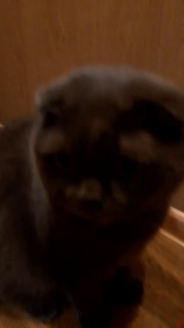 Котики, котэ