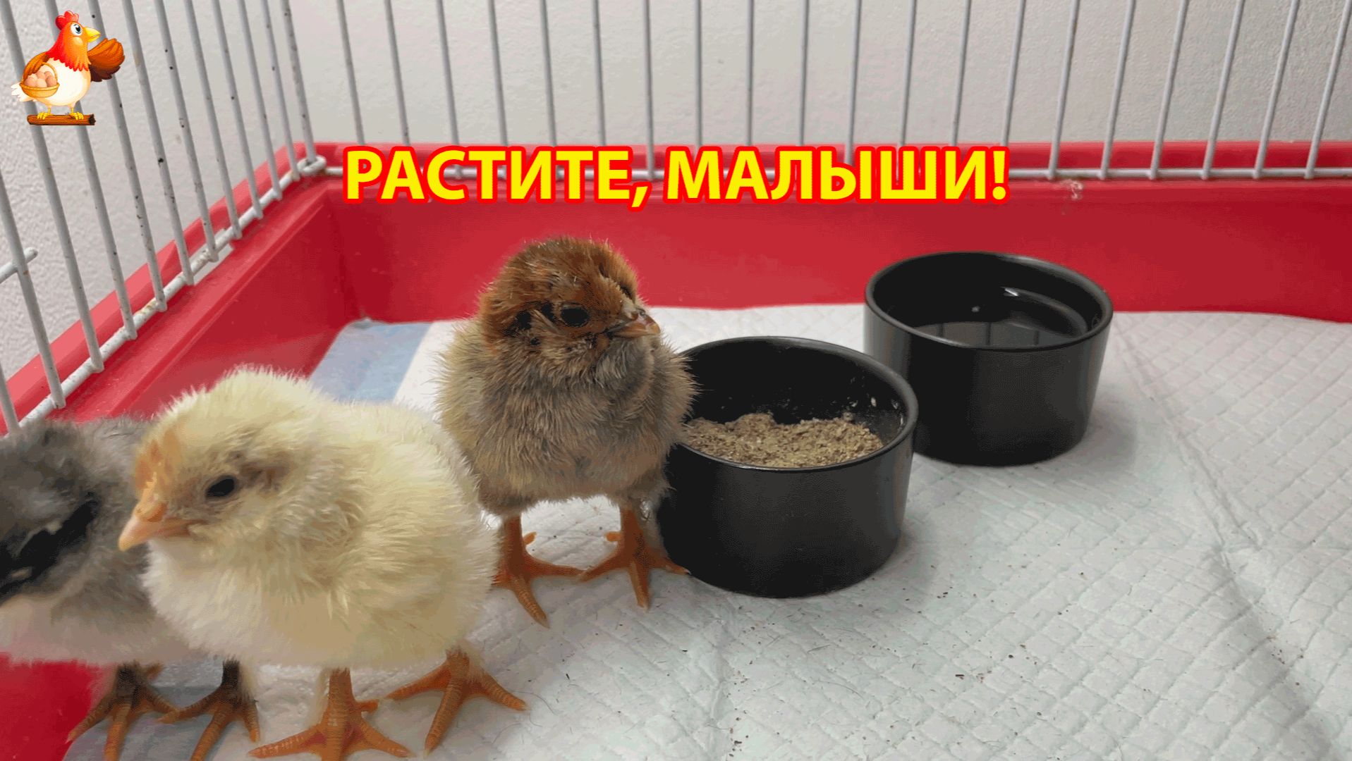 Первый день жизни учимся кушать пить и расти 2