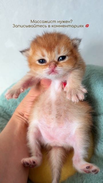 Telegram: Dinarika_cattery