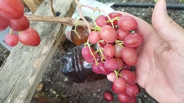 Дынька