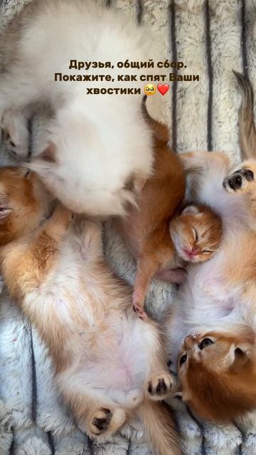 Instagram: Dinarika.golden.cats 🫶🏽❤️