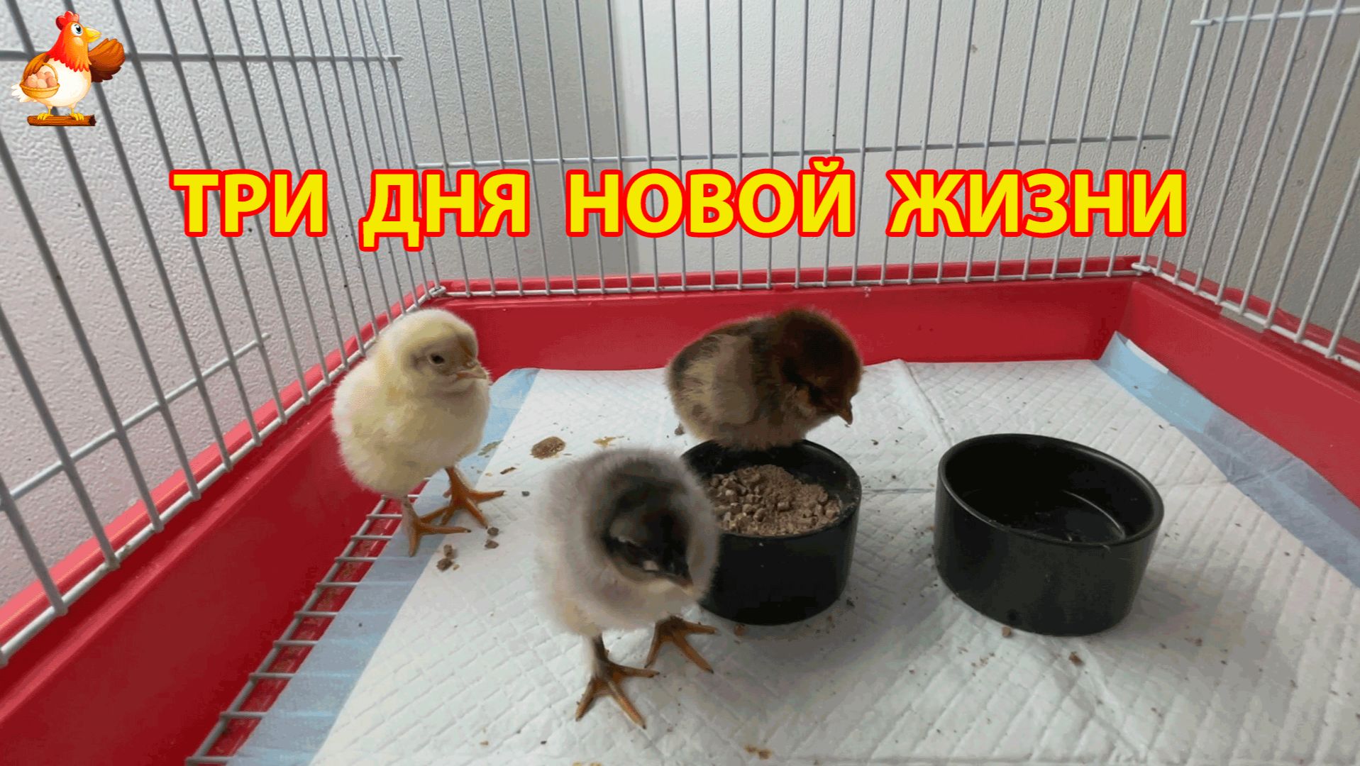 Три цыплёнка, три характера - малышам всего 3 дня, а жизнь уже кипит (2)