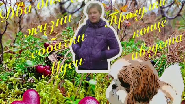 💕🐶 Прогулка с собачкой 🌺🌸🌼 Для любителей природы и пейзажей 🍂🍀🍒