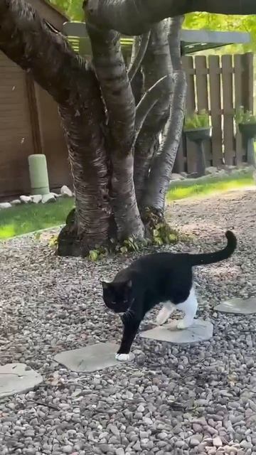 кот