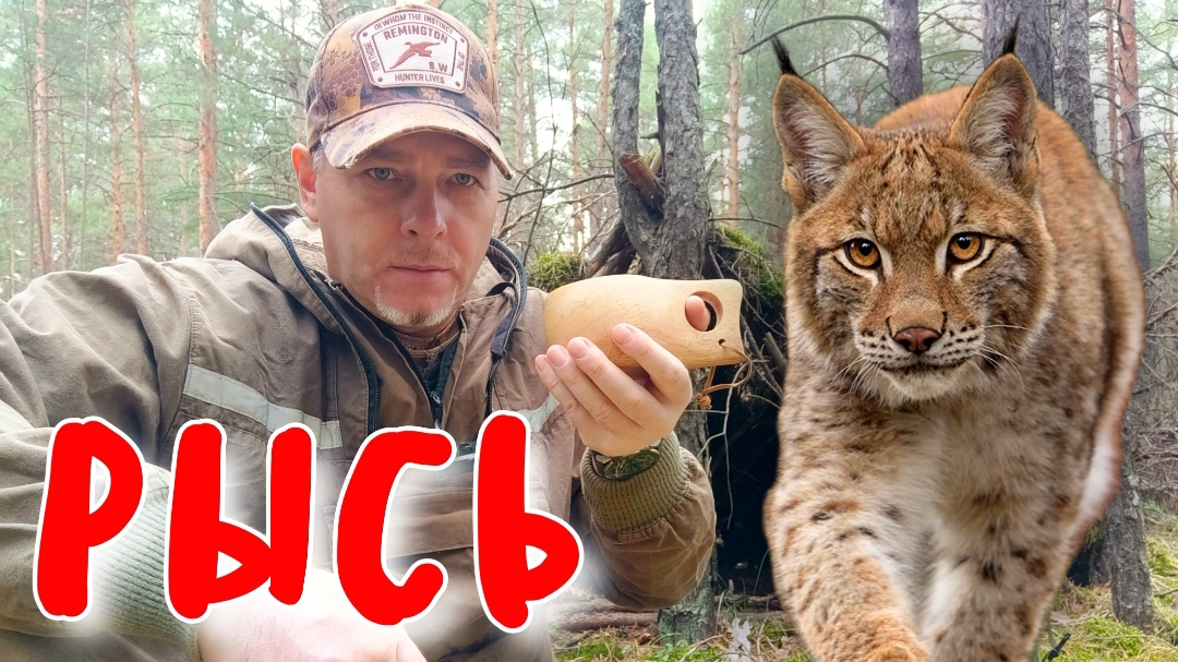 Зверь, которого невозможно услышать A Beast That Cannot Be Heard. #ru_kompass #lynx #хищники #рысь