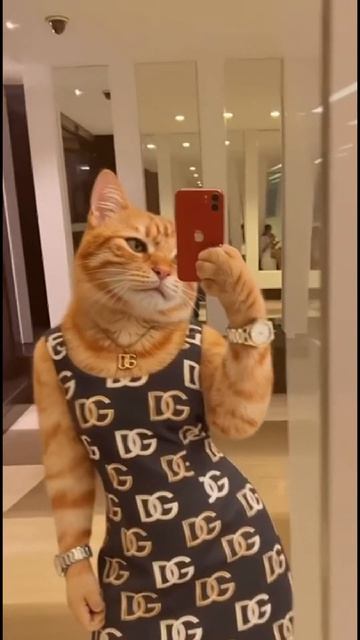 любовница рыжего кота