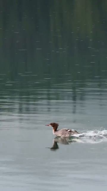 скорость утки