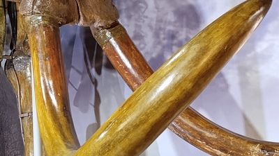 Останки огромных древних животных