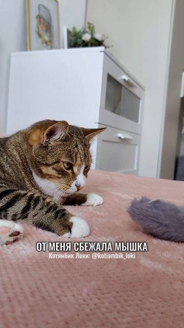 Частушки от Котямбика: Ты чего грустишь, братишка?🤔