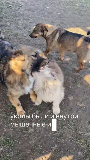 маленький Чапис - большое сердце 🧡 
#собака #семья #питомцы #щенок #рек