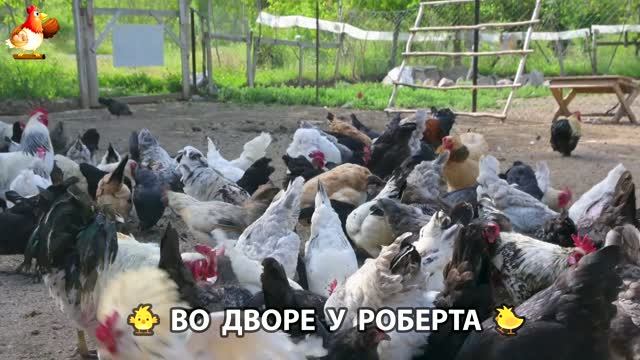 Содержание кур в домашних условиях и других птиц во дворе у Роберта 🐣🐤🦆🐔🪿🦃 (593)