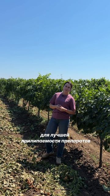 Проверка виноградника после обработки ЮГ АГРОХИМ