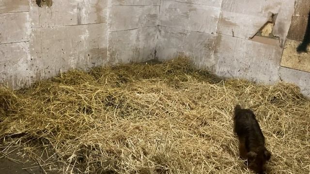 Глубокая подстилка для коров.