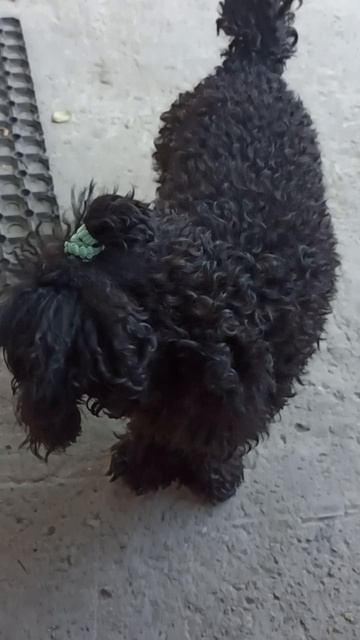 Смешная собака. Той Пудель Айза.