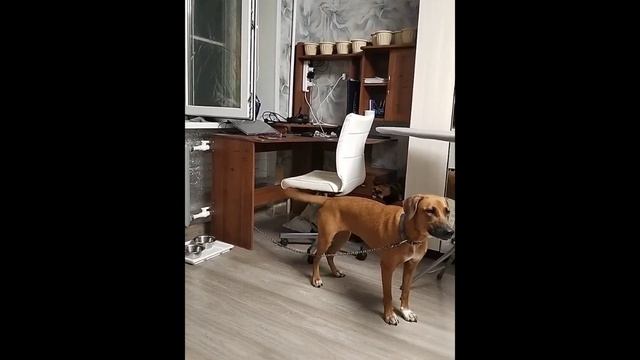 Мои любимки