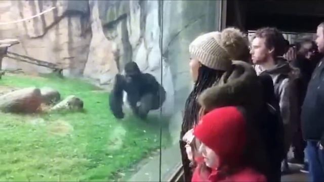 Горилла против бодибилдера: решающее испытание силы! 🦍💪