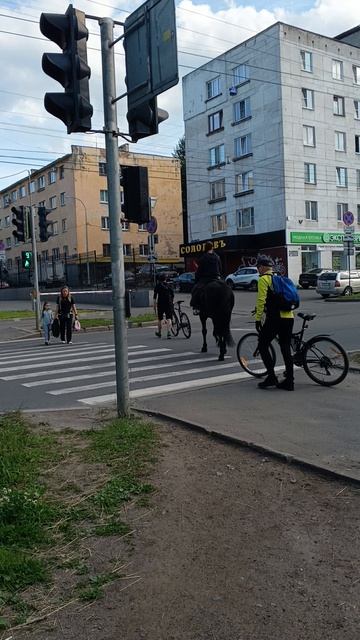 Петрозаводчане пересаживаются на лошадей
