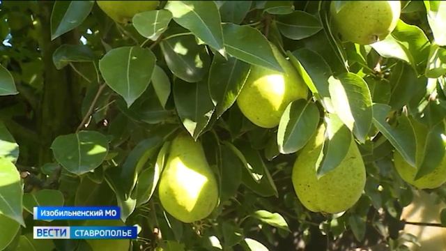 На Ставрополье собирают летние сорта груш. Как определить спелость фрукта?