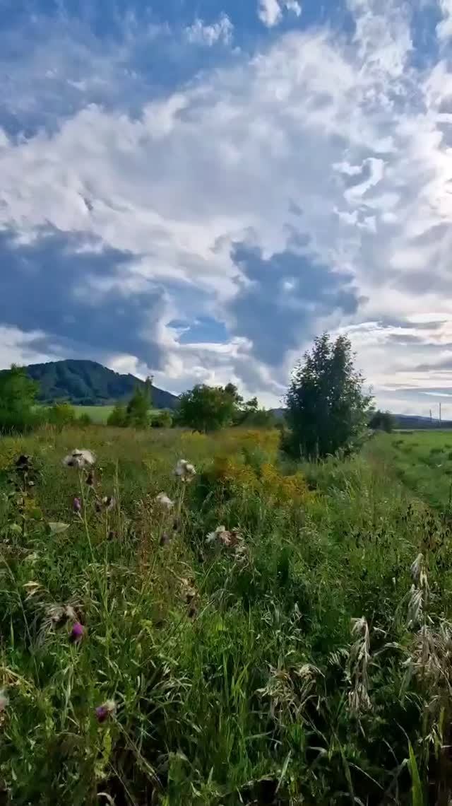Гуляю по лугам