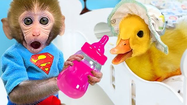 Обезьянка Бон-Бон водит утёнка в туалет и ест арбуз со щенком  это так вкусно
