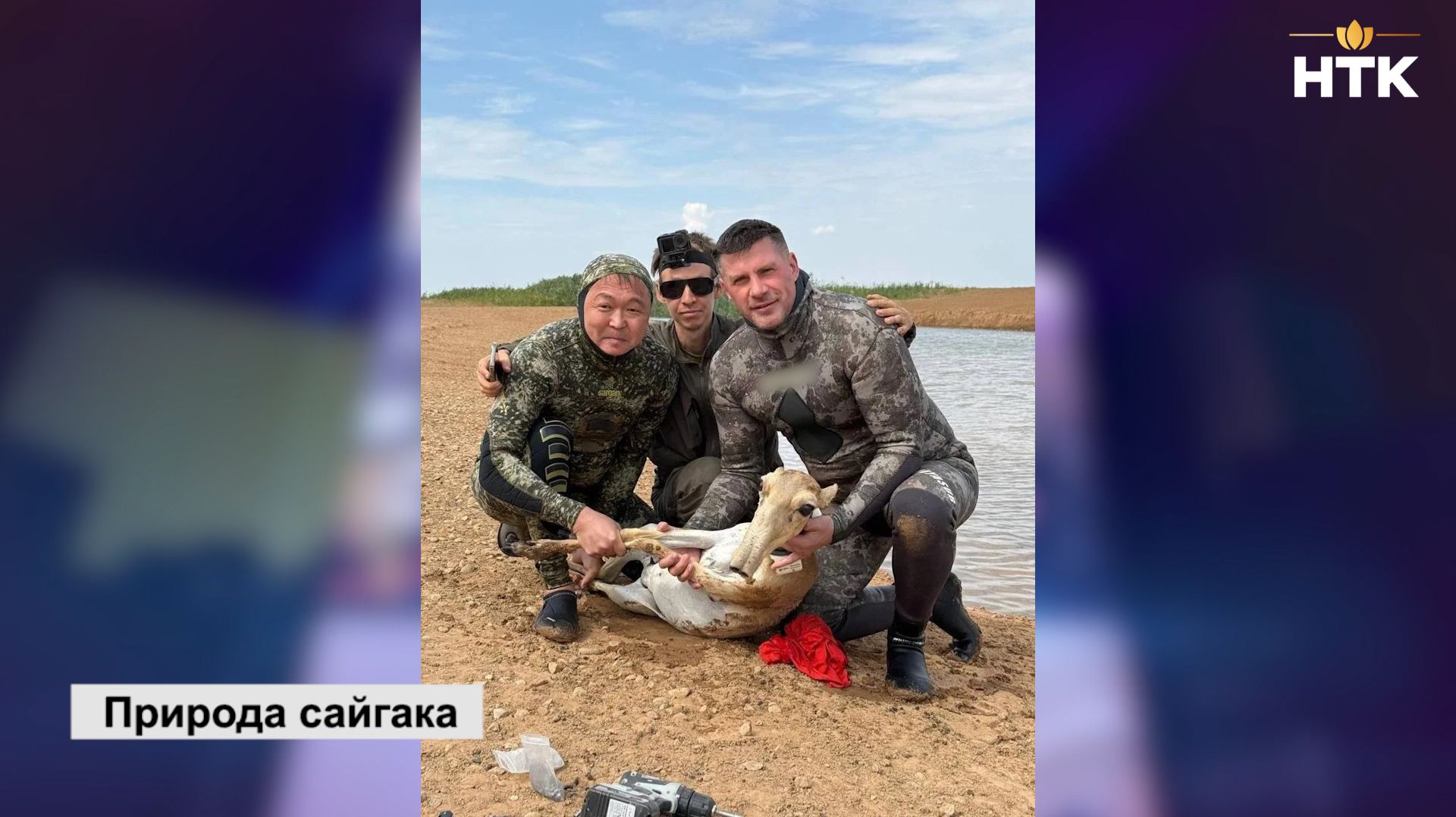 В заповеднике «Черные земли» пометили сайгаков спутниковыми передатчиками