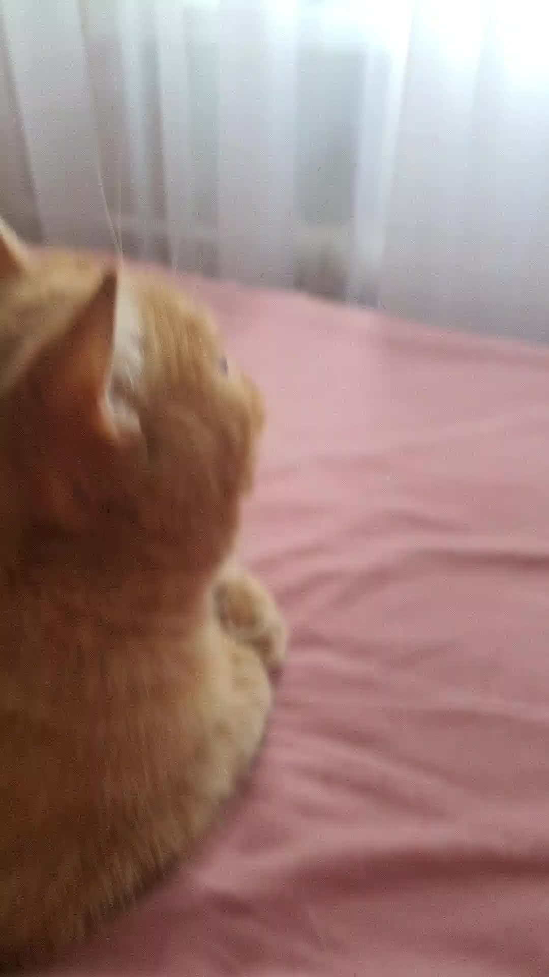 котяка