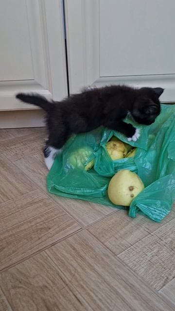 Котенок в яблоках🍏🍏🍏