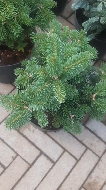 ❤🌲Пихта Субальпийская Грин Глоб
✔Продажа растений с макс и телеграм канале: Https://t.me/love_is_hvo