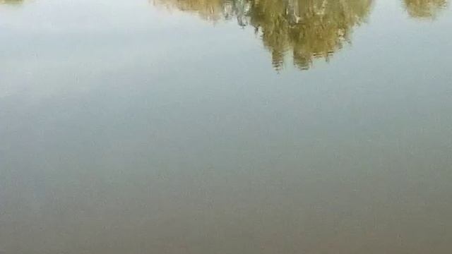 Ловля щуки и окуня на живца!!!