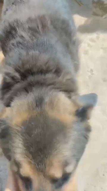 Уфа, Башкирия
Попали в отлов вот  такие собаки!😰Добрые и ласковые 
Пожалуйста, сделайте репост🙏
