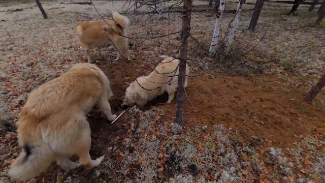 Улетели в тайгу за лодкой . Весь лес затопило . Добыли медведя..mp4