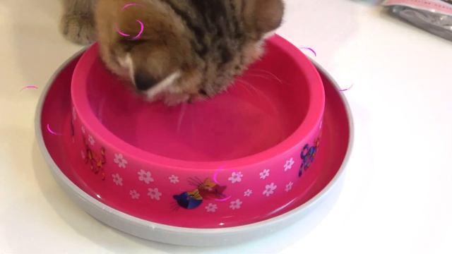 Диана и Рома нашли котёнка