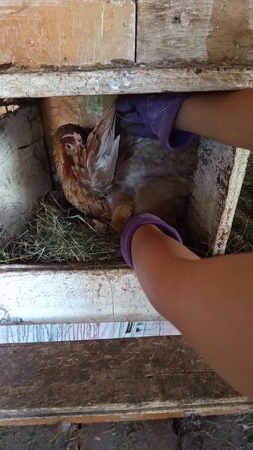 цыплёнок 🐣