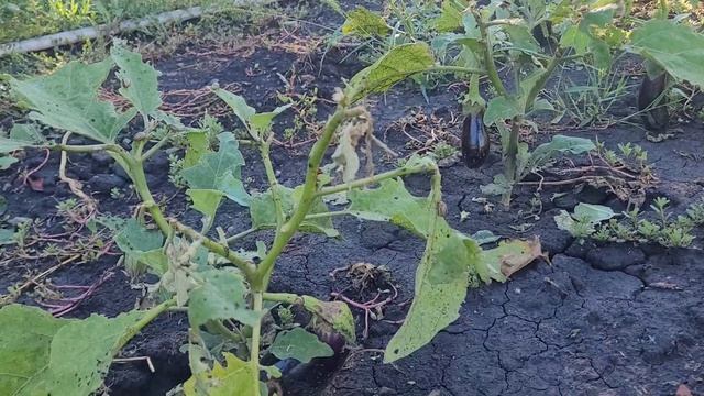 продолжаю собирать помидору. убираю участок