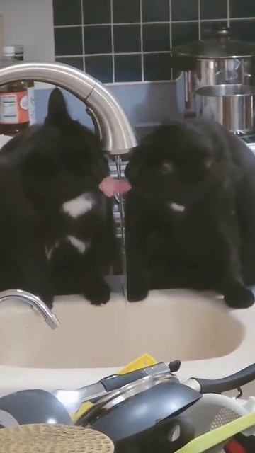 коте коре