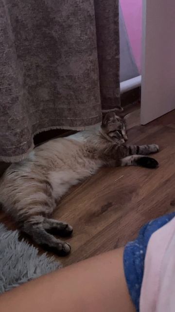 Котятки