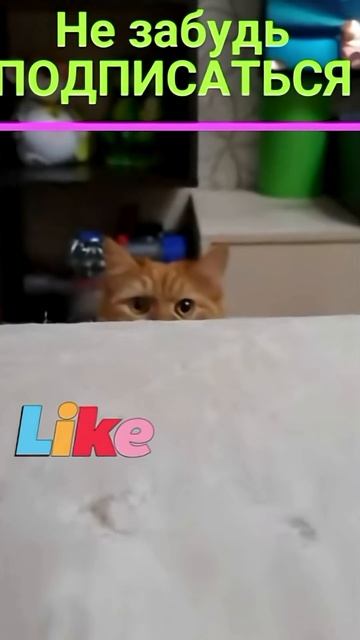Удивительные животные !!! #кошки