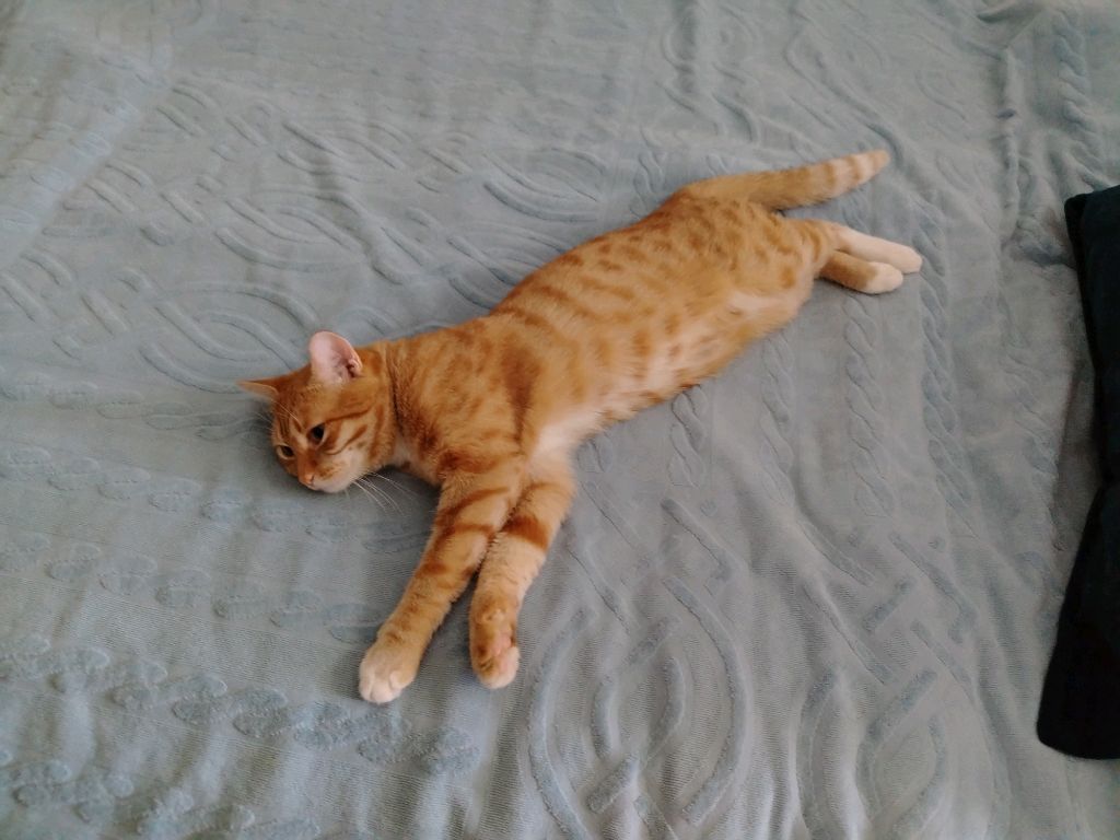 🐈