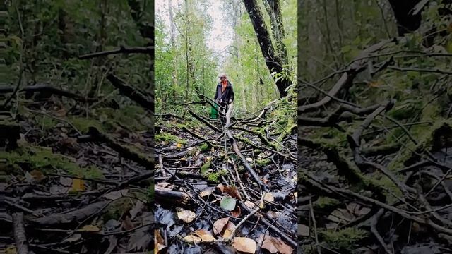 Тихая охота на реке Паша.