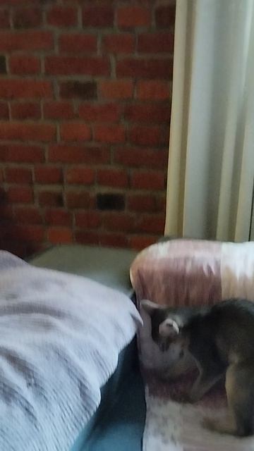 про котов
