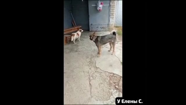 🍁🍁Осень.Ты уже пришла?Станет золотой листва.А приютские собачки все резвятся у двора.(у Елены С.)