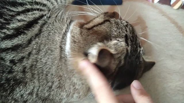 мне кота вернули!