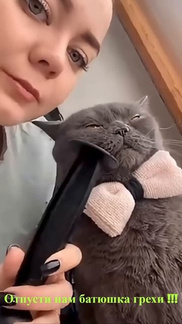 Удивительные животные !!! кошки