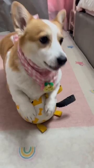собака