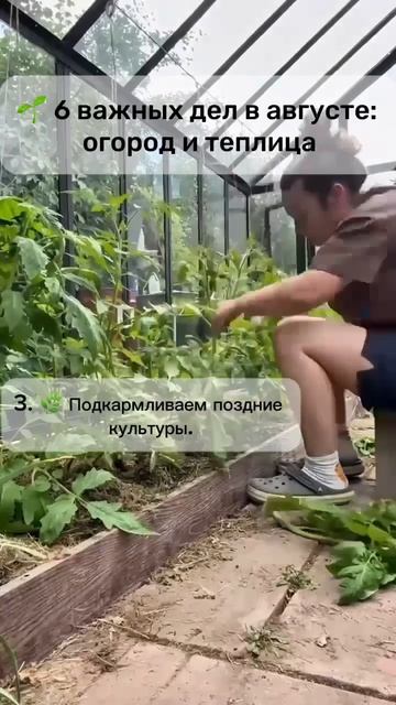 Что делать в огороде в августе? Мой список 👌
