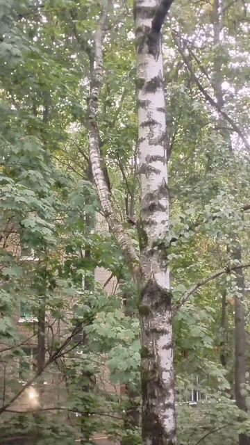 Улица Кубинка 22/2 два года включений звука удара соседями