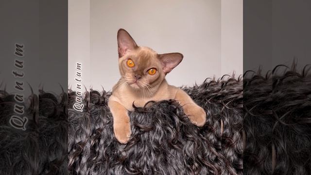 Бурманский котёнок шоколадного окраса Quantum Freya Way. Помёт Q8