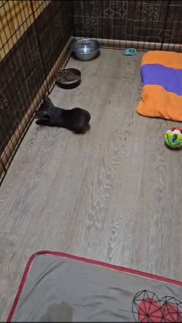 💖ПЕРВЫЕ 🐕 ВАРЮШКИНЫ💖ШАГИ 👣 🤗💖🥰